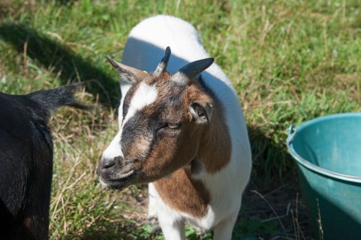 Bild von Ziege
