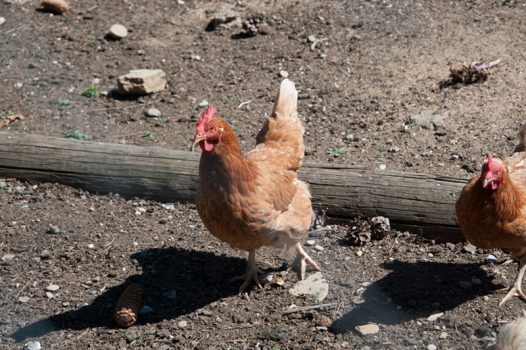 Berghof Hallau Bild von Huhn